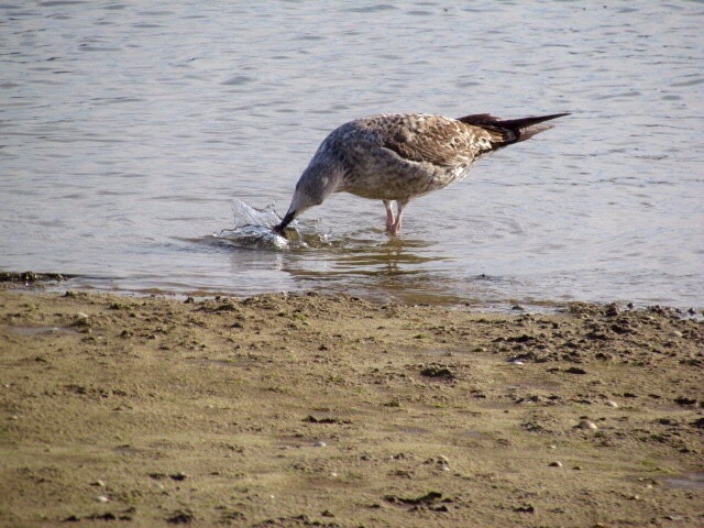 Seagull finding something in the shallows for its lunch !!